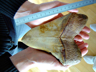 Megalodon-tooth-size