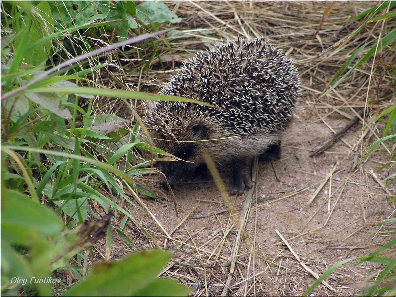 еж в городе. ежик в парке. ежик на асфальте. ежики гуляют. ежик на море.