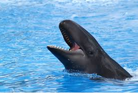 Ciri Ciri Lumba Lumba(Dolphin) Dan 21 Jenisnya Ciri Ciri Lumba Lumba Dan Gambar Pseudorca crassidens