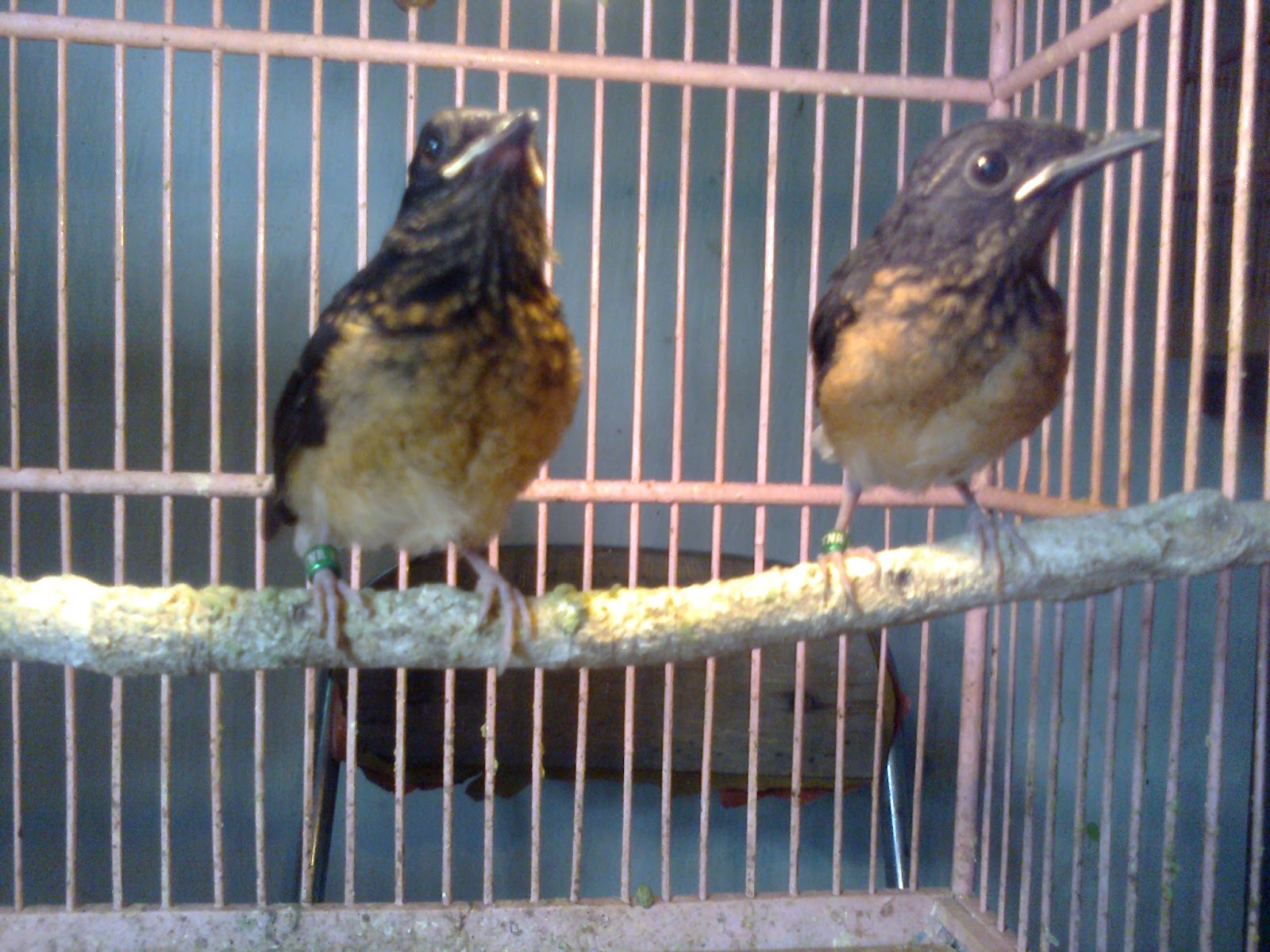 Harga Burung Anakan Murai Batu Medan Super Terbaru 2019 Abang Murai