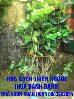 0983922654%252C%2B%2BCHUY%25C3%258AN%2BCUNG%2BC%25E1%25BA%25A4P%2BV%25C3%2580%2BB%25C3%2581N%2BC%25C3%2582Y%2BCA%25CC%2589NH%2B%2BC%25C3%2582Y%2BHOA%2BM%25C3%2594%25CC%25A3C%252C%2BC%25C3%2582Y%2BHOA%2BDA%25CC%25A3%2BH%25C6%25A0%25CC%25A3P%252C%2BHOA%2BMO%25CC%2581NG%2BR%25C3%2594%25CC%2580NG%252C%2BHOA%2BBA%25CC%25A3CH%2BTHI%25C3%258AN%2BH%25C6%25AF%25C6%25A0NG%252C%2BHA%25CC%2580M%2BTI%25C3%258A%25CC%2581U%252C%2BHOA%2BTRA%25CC%2580%25E2%2580%25A6%2B%2B%25287%2529.jpg