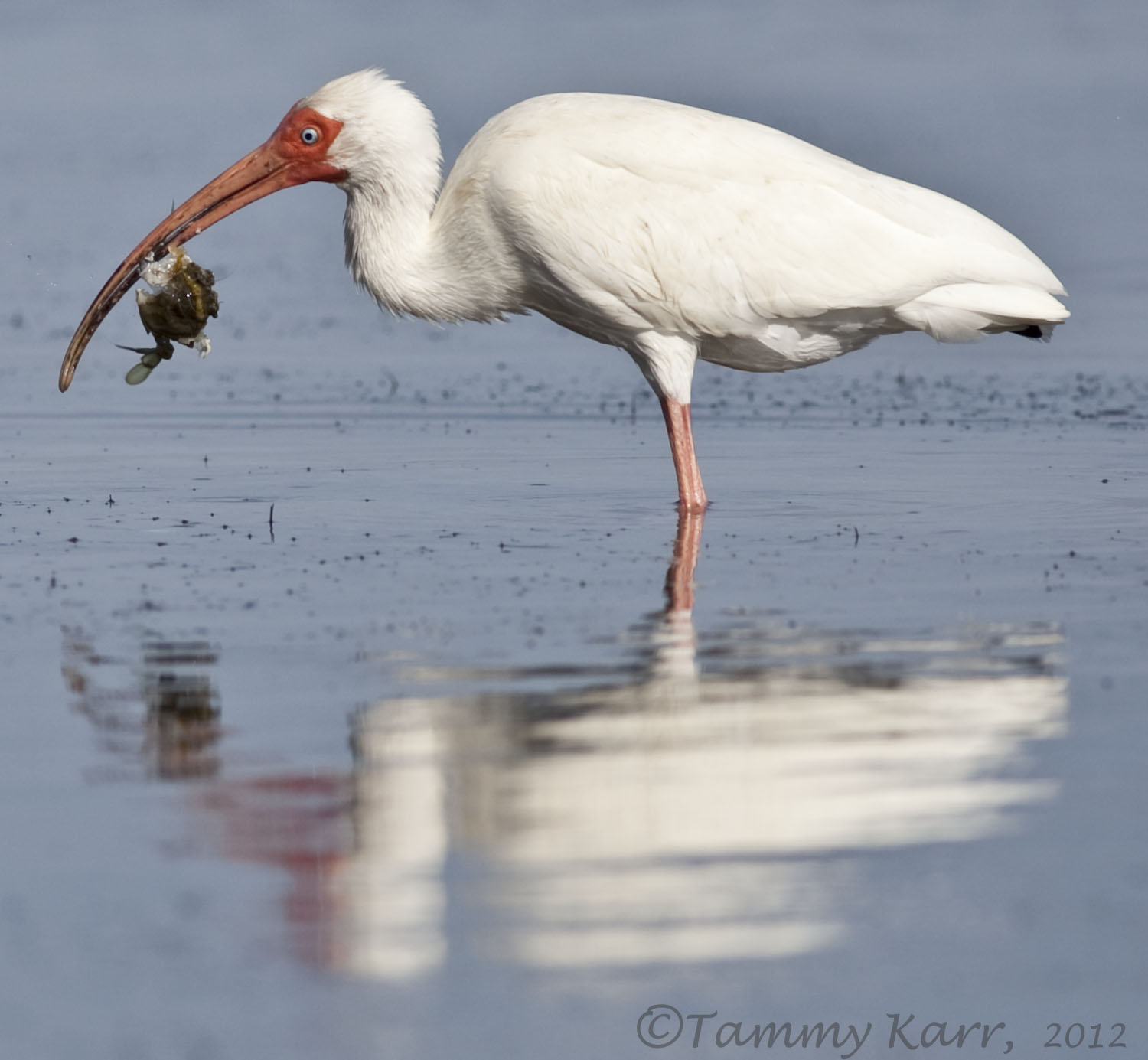 i heart florida birds Crab Fishing