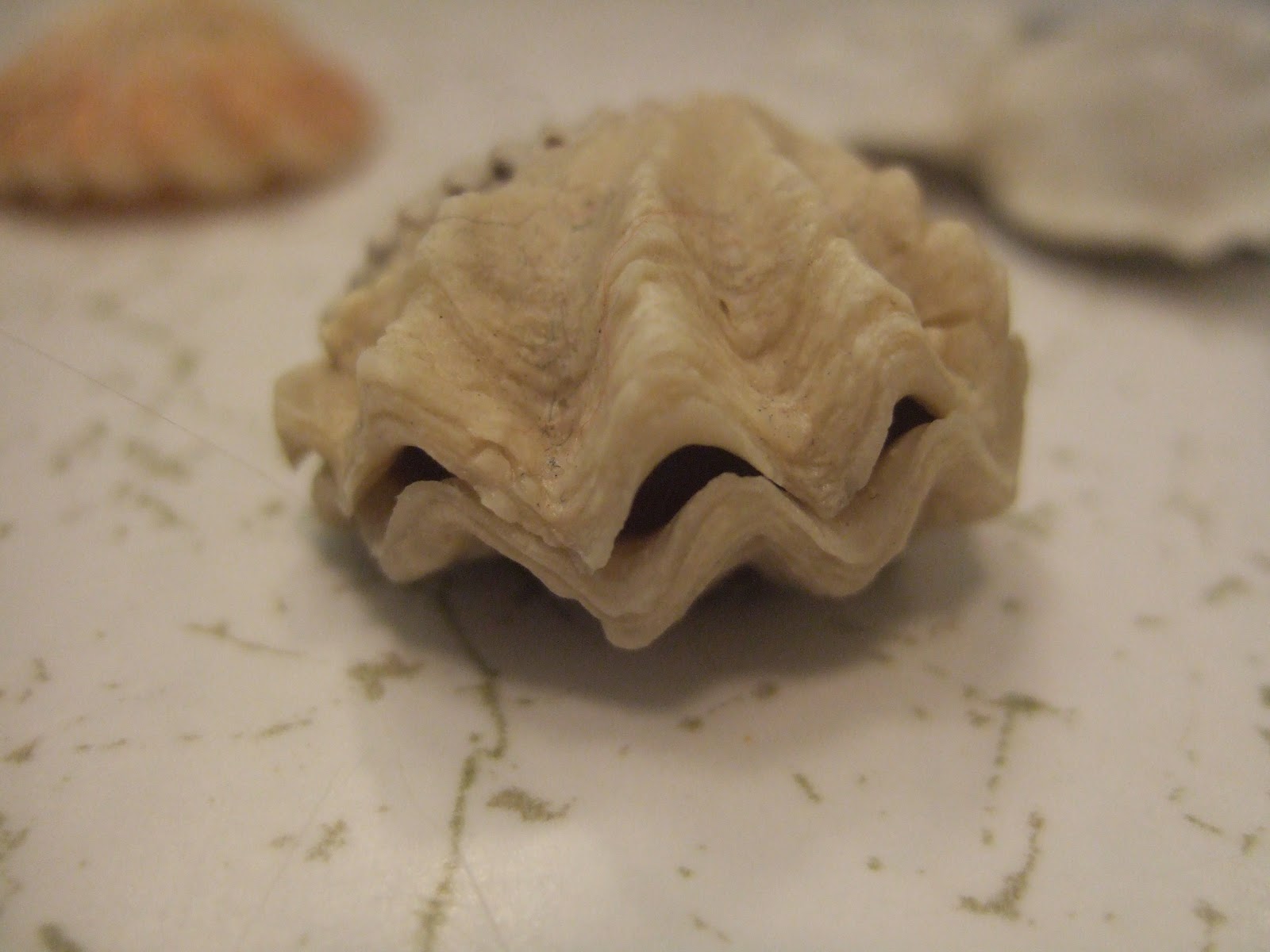 marine-life-kitten-paws