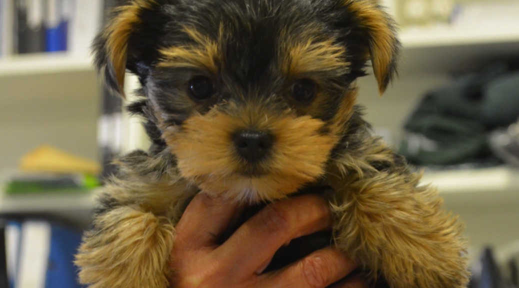 yorkie blindness miniature terrier 2017 yorkie blindness miniature terrier 2017
