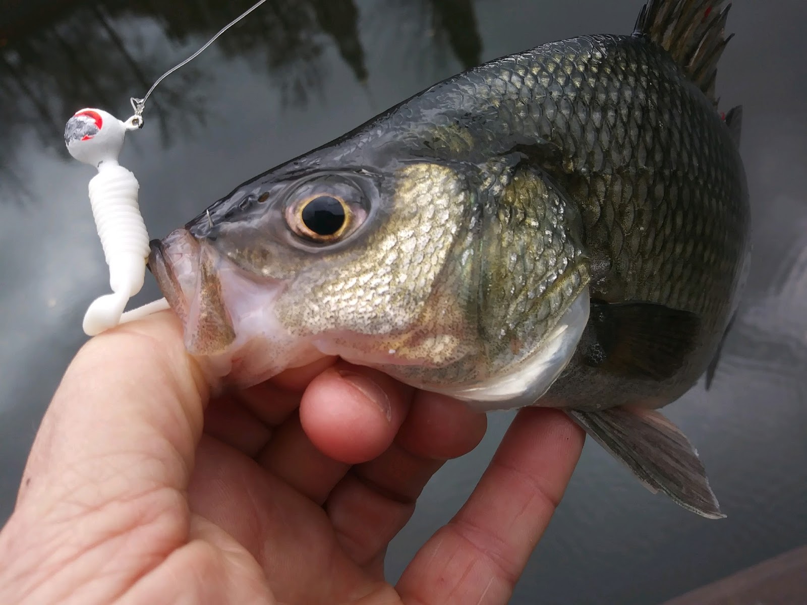 white perch bait