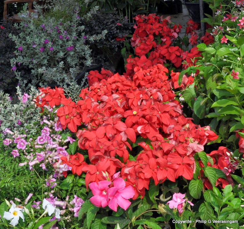Images of Sri Lanka on Flower plants for sale, 'Waters