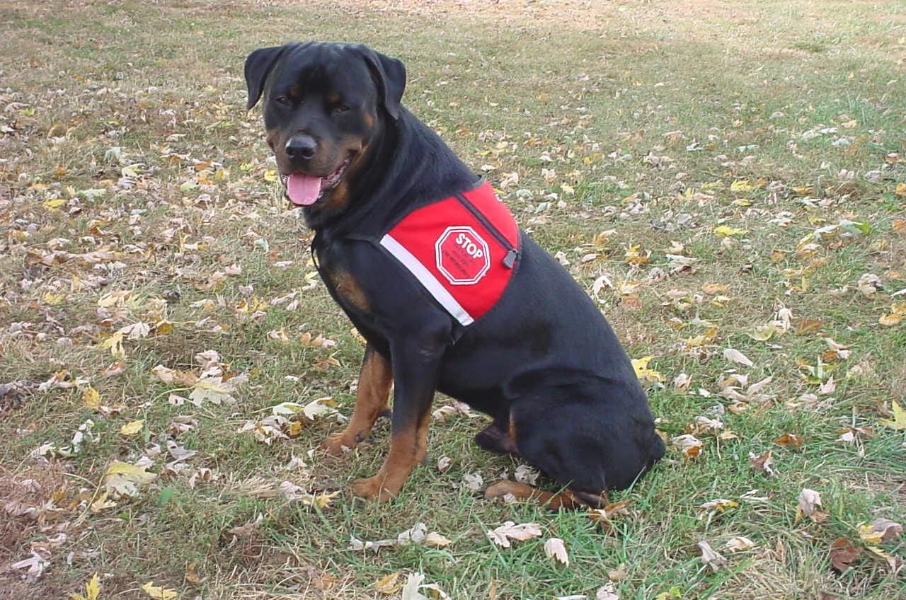 Dachshund Dog Rottweiler Service Dog