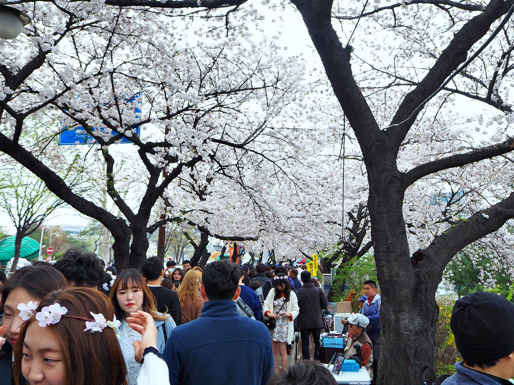 Yeouido Cherry Blossoms Festival