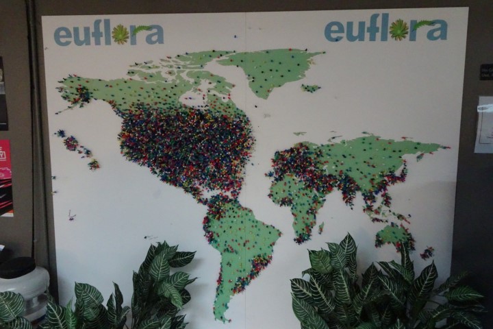 eufloria recreational marijuana eufloria recreational marijuana