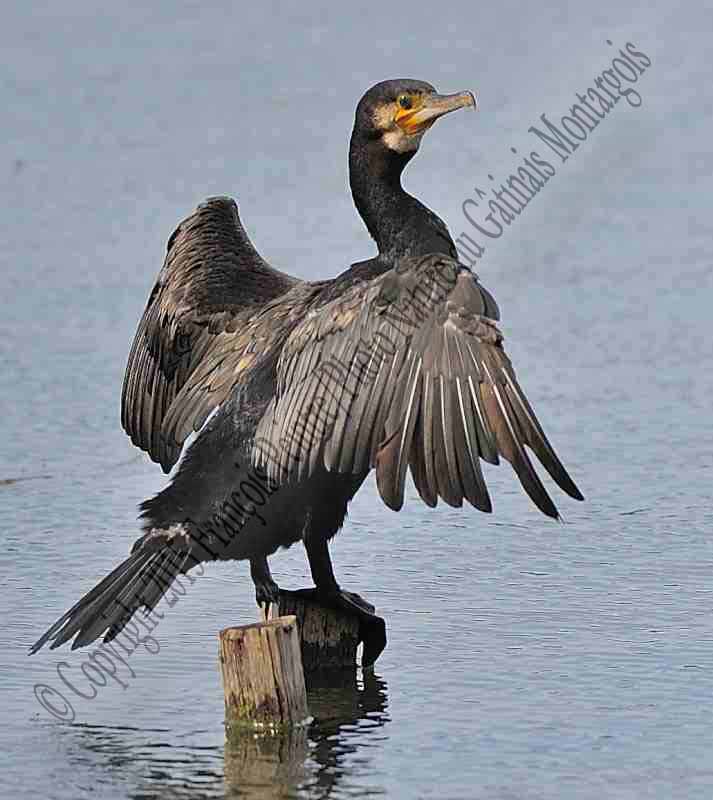 Grand cormoran au séchage !