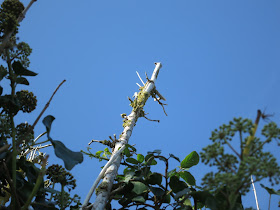 A dead white pole of a branch with lichen in front of blue sky