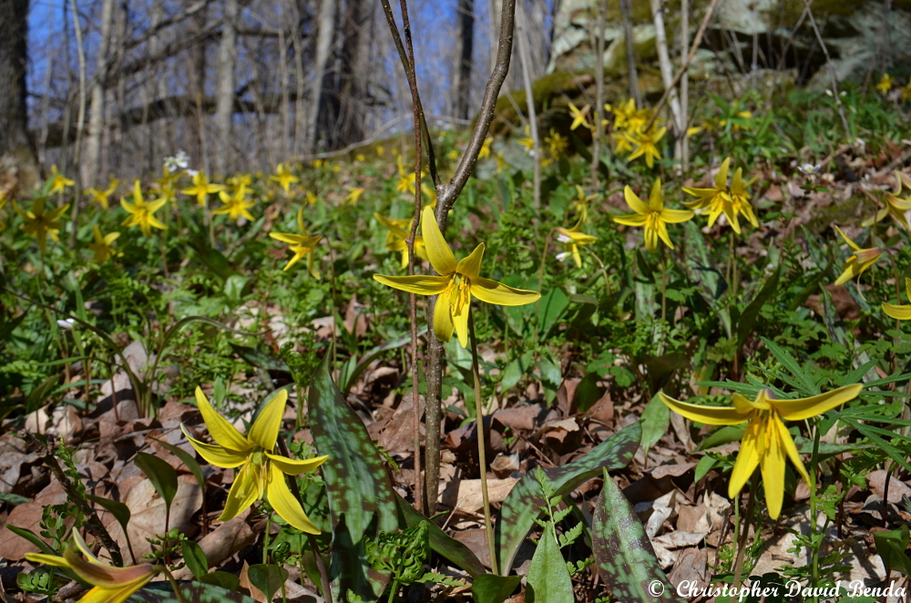 Illinois Botanizer 7 Amazing Spring Wildflower Hikes in Southern Illinois