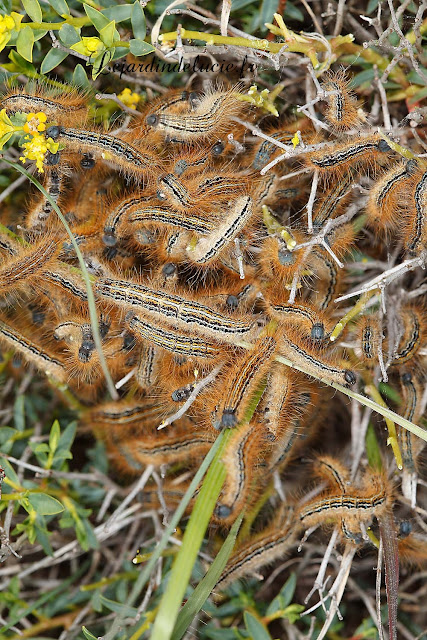 Malacosoma castrensis : chenilles en groupe dans la végétation.