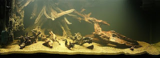 200 Referensi Desain Dan Model Aquascape Berdasarkan Tema https://www.faktapopuler.com/2018/12/200-referensi-desain-dan-model.html