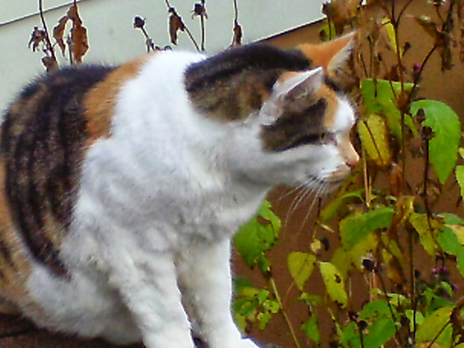 Nerissa S Life I Thought I Saw A Puddy Cat