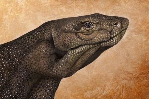 11-Komodo-Guido-Daniele-Artist-Hand-Painting-Italian