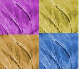Colors of Straw ...........