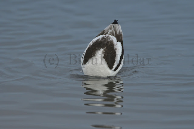 American Avocet digging under water American Avocet digging under water