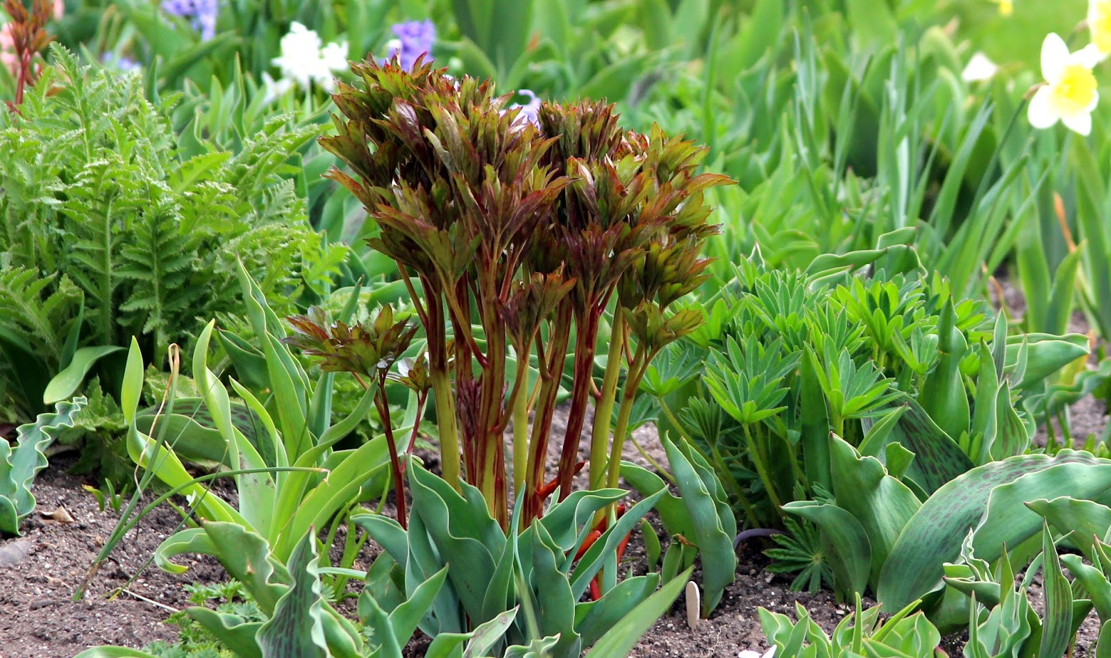 TALL BEARDED IRIS AND COMPANION PLANTS IN THE EARLY SPRING GARDEN Sowing the Seeds
