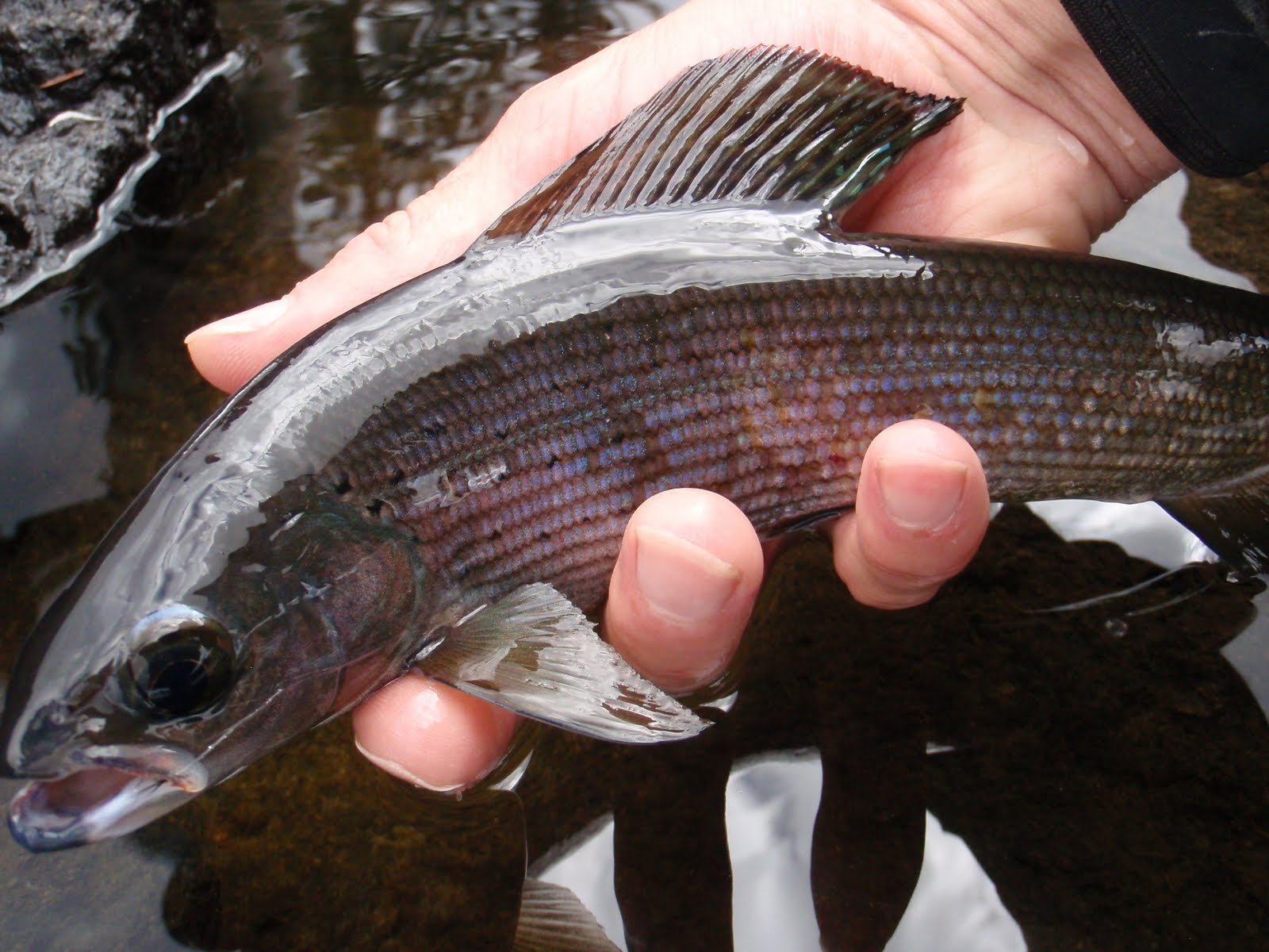 Southern Utah Fly Fishing ,Quiet Fly Fisher Guide Service & Fly Shop