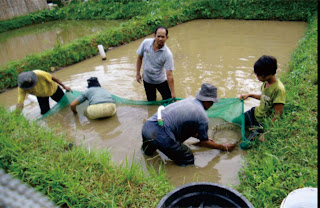 proses panen ikan gurame kolam tanah