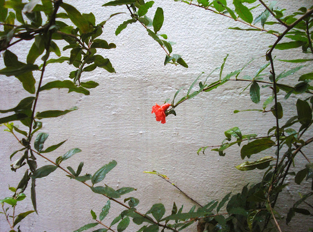 Shot of Pomegranate blossom through trees leaves Pomegranate blossom framed by pomegranate leaves