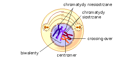 zygoten zygoten