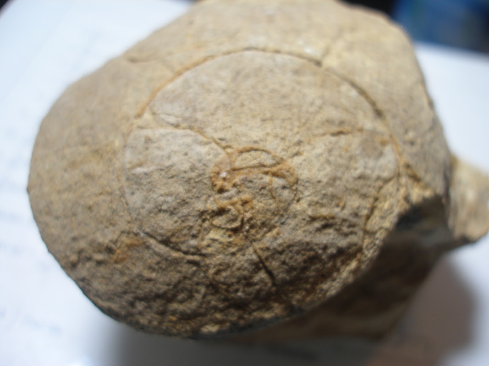 Some Fossils Fossils identification