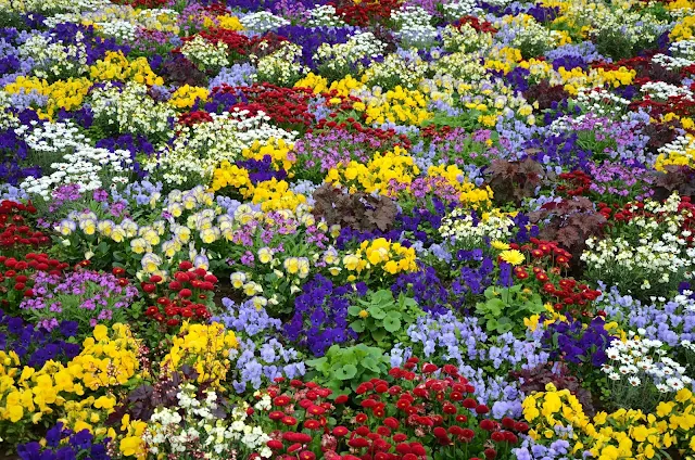 field of flowers wallpaper