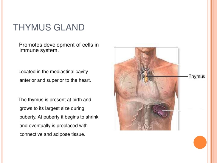 Иммунная система тимус. Immune System Thymus. Священное сердце (тимус),.