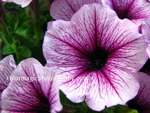 Purple petunia macro photo