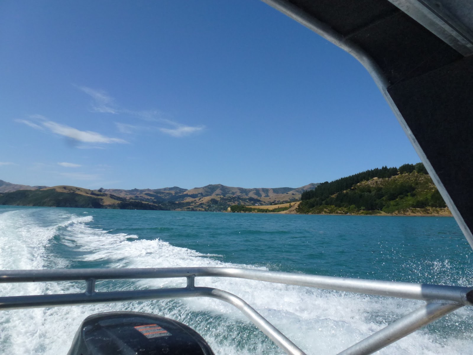 The Honorary Kiwis Swimming with Dolphins and more…