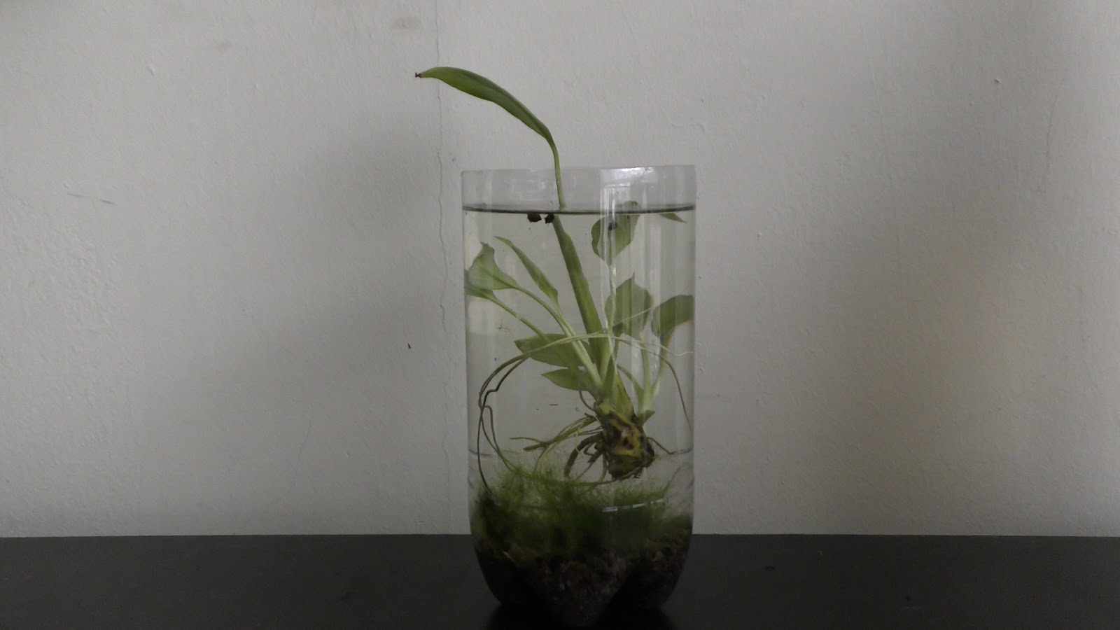 Random Bits Peace Lily Aquarium Garden