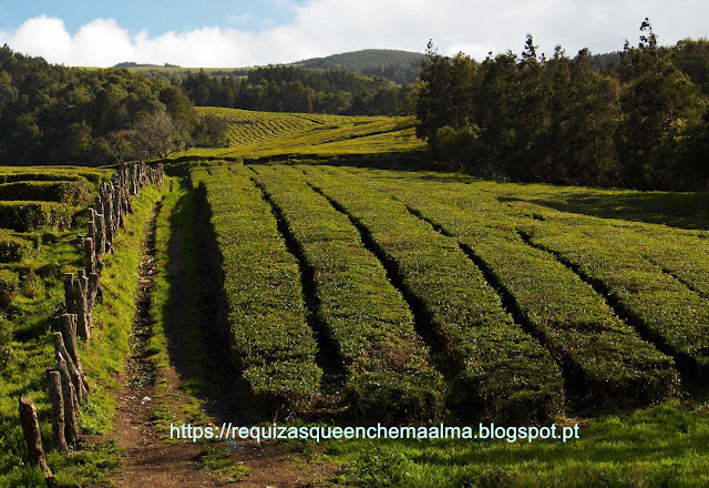 Chá Gorreana Gorreana