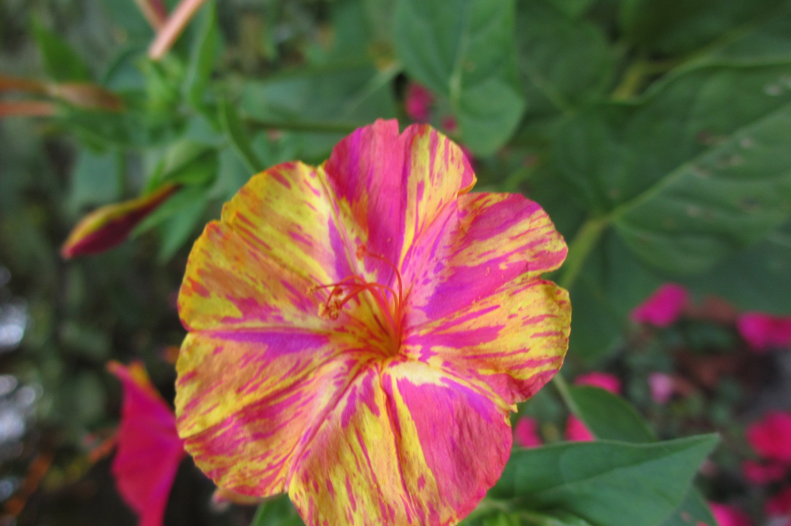 Reluctant Rebel Why Do My 4 O'Clocks Bloom at 730? And A 'Hummingbird