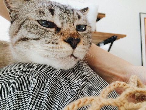 眠そうな顔のシャムトラ猫