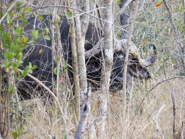 Cape Buffalo in Sabi Sand Game Reserve in South Africa