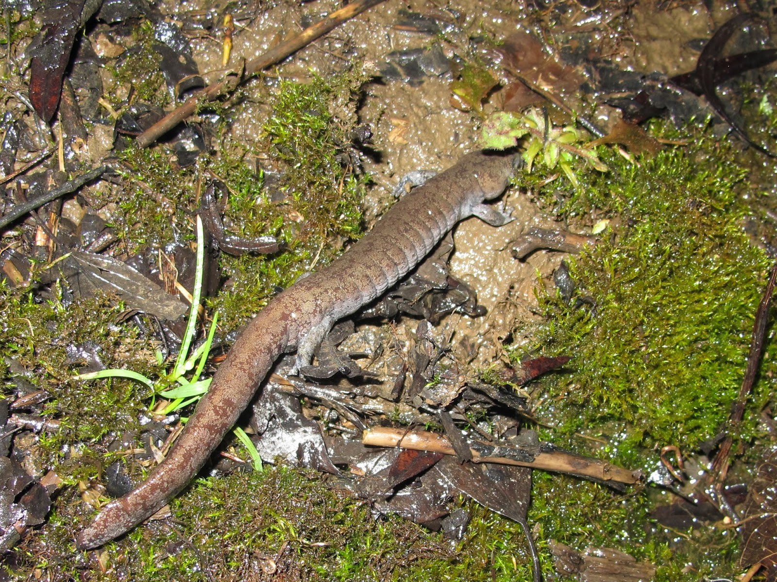 Blue Jay Barrens: 2015 Salamander Breeding - Second Wave