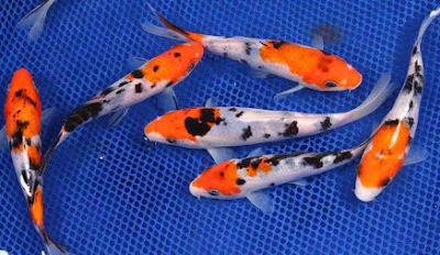 Ikan koi sanke taisho Jenis ikan koi sanke taisho