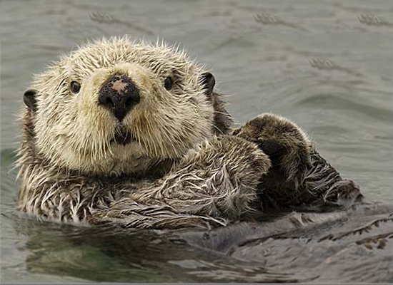 Sea Otter Adaptations Kids
