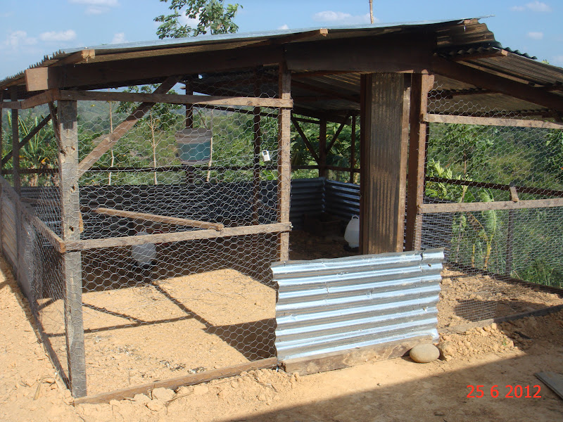 Experimental Farming Free Range Kampung Chicken (Malay Village Chicken)