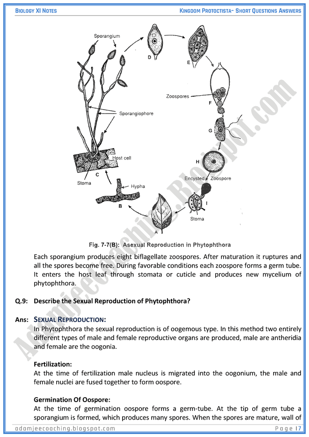 kingdom-protista-protoctista-short-question-answers-biology-11th