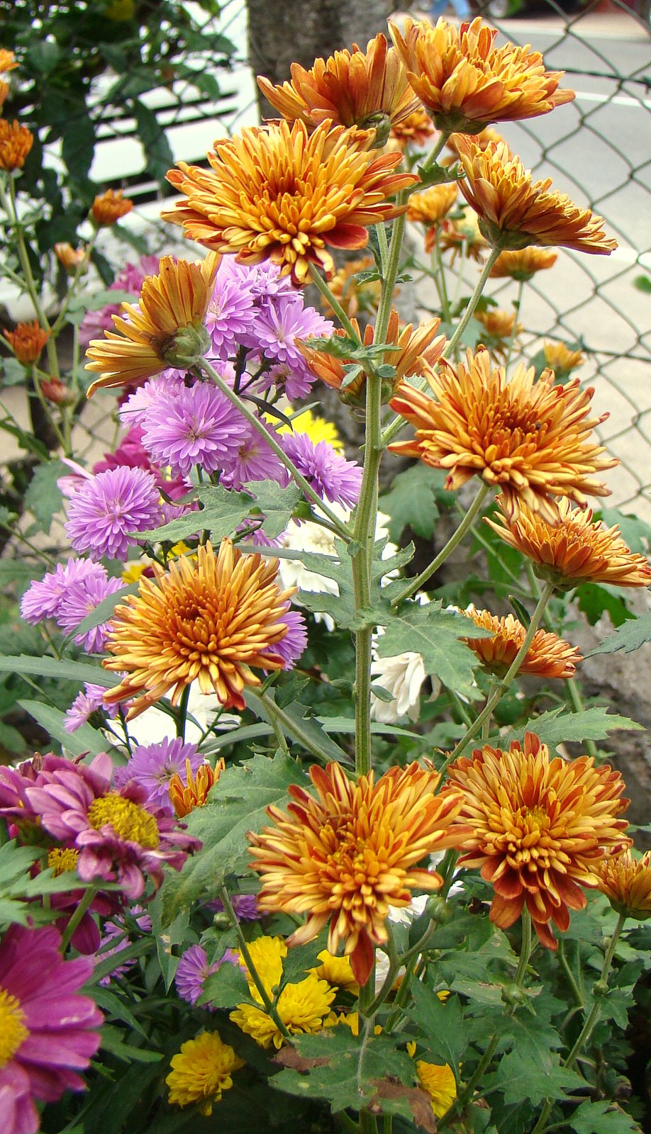 DiscoverSriLanka SRI LANKA FLOWERS