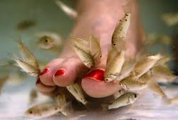 Doctor Fish