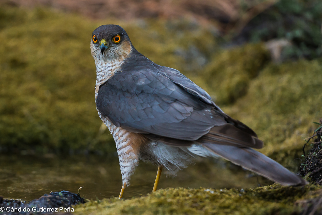 GAVILAN COMUN Accipiter Nisus Observatorio de la Naturaleza