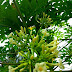The Health Benefits Of Papaya Flower