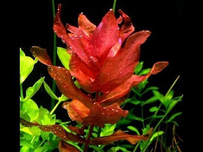 Barclaya Longifolia Barclaya Longifolia