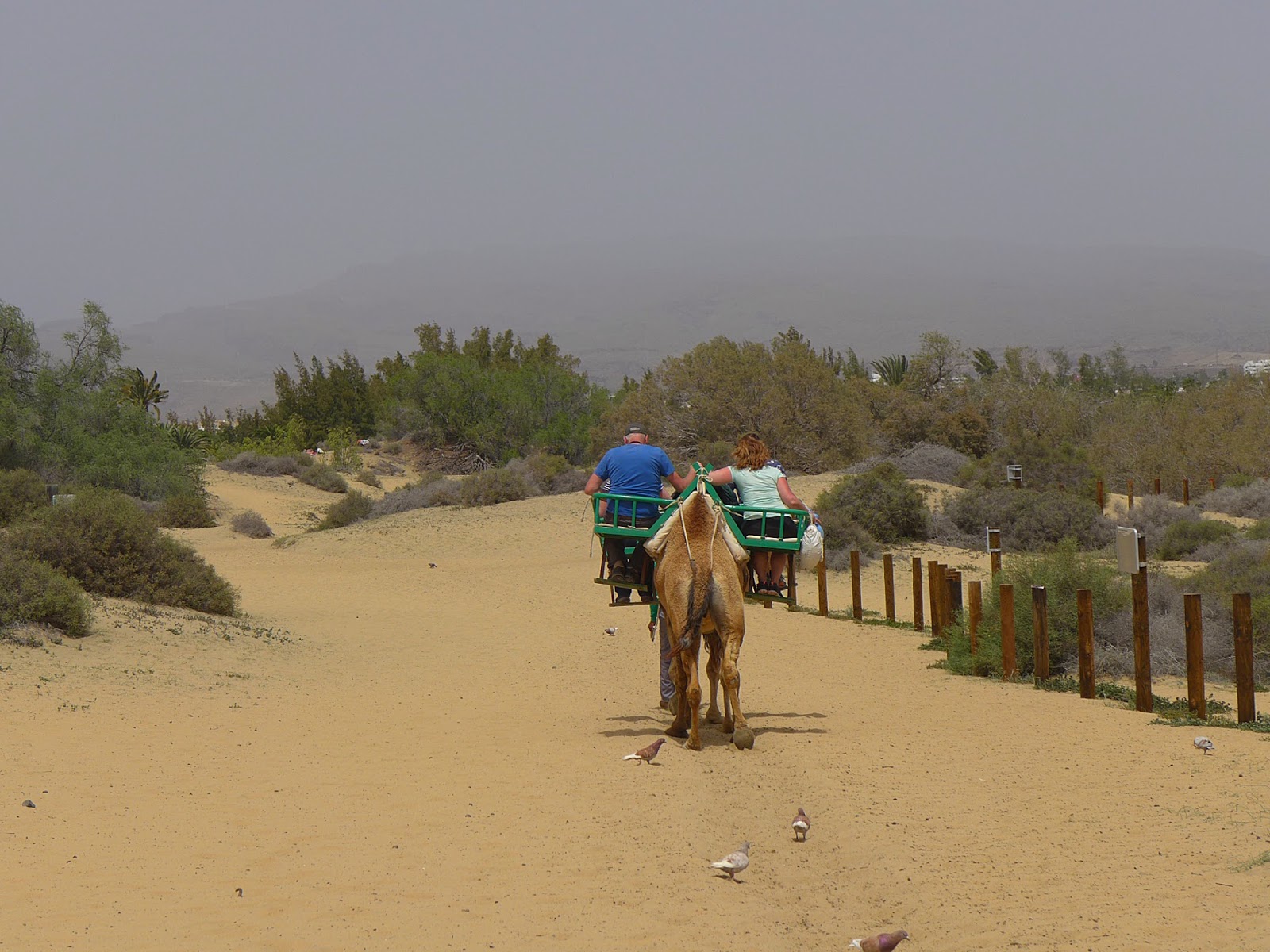 Canaria sex auf gran Ficken Auf