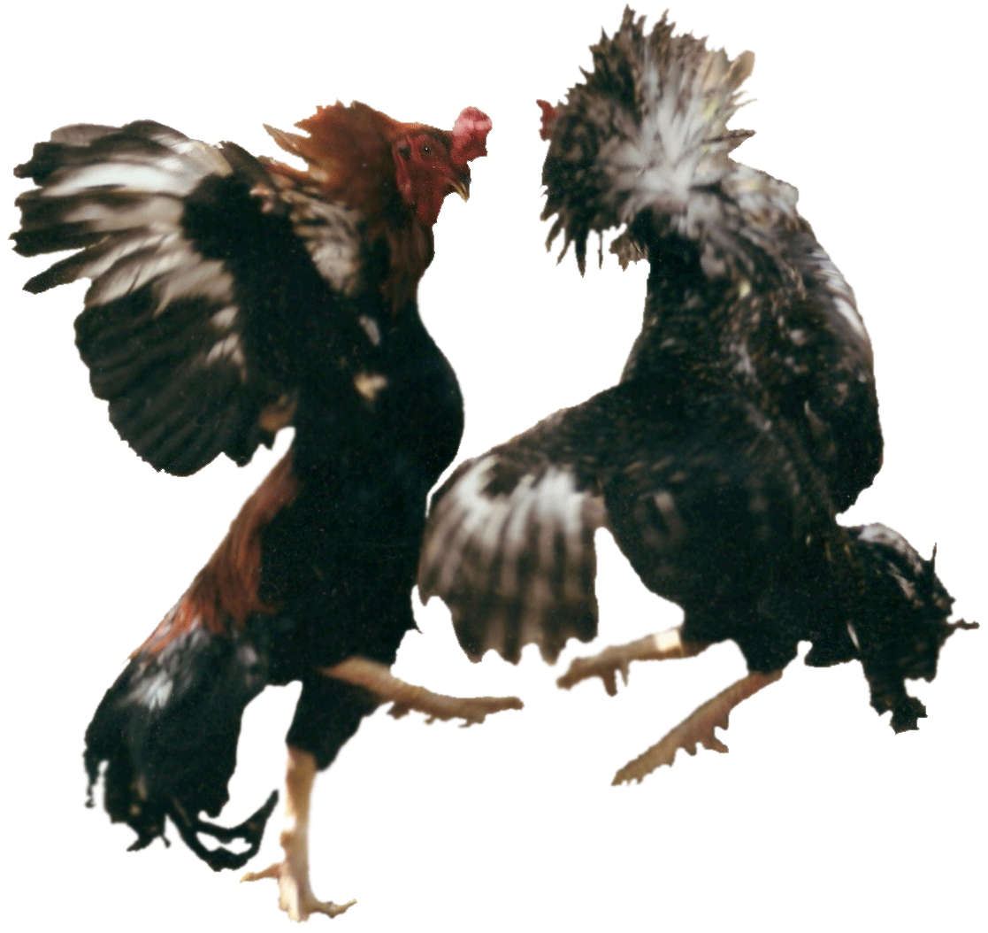 dibujos y gifs de gallos y gallinas - Blog de imágenes