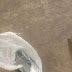 Apenado é flagrado ao tentar entrar com droga na Casa do Albergue em Sousa; veja foto